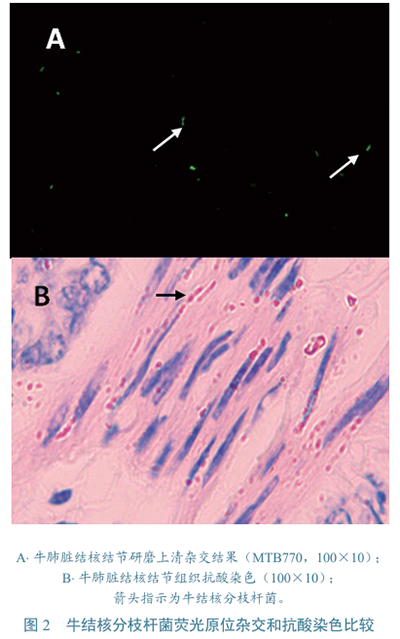 牛結核分枝桿菌檢測圖